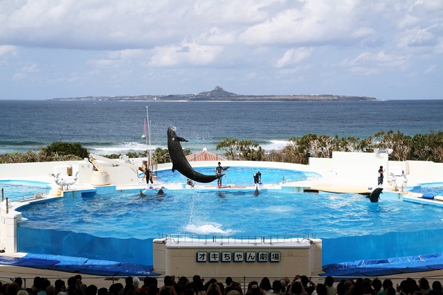 Thủy cung Okinawa Churaumi, nơi thường xuyên có các buổi biểu diễn ấn tượng của loài cá heo đáng yêu
