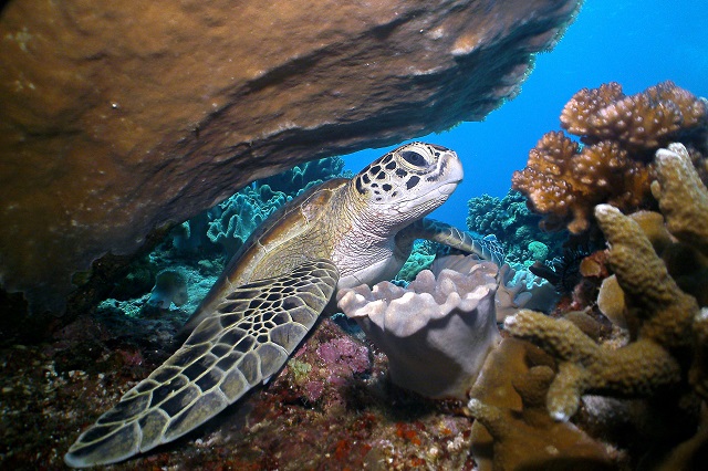 Lặn biển khám phá thế giới sinh vật biển là hoạt đống ấn tượng ở đảo Apo
